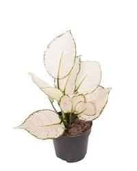 Aglaonema White Joy 12-25