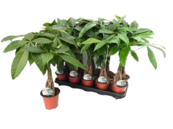 Pachira Aquatica 12-55