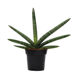 Сансевьера Sansevieria Cylindrica Skyline d12-27см