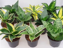 Сансевьера Sansevieria микс 6-16