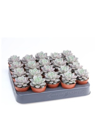 Эхеверия Echeveria Hybrid Marsic d5,5-8см