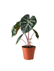 Алоказия Alocasia Pink Dragon d12-25см