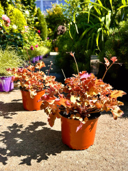 Гейхера Heuchera Gojiberry 2л (М)