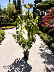 Вишня Prunus sargentii Veredlung 5л 100см (Г)