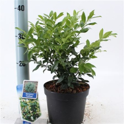 Саркококка Sarcococca Confusa d17-25см