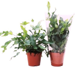 Флебодиум Phlebodium Aureum Blue Star d14-40см