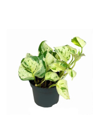 Сциндапсус Epipremnum Happy Leaf d12-20см