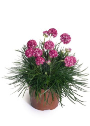 Армерия Morning Star Deep Rose 2л (М)
