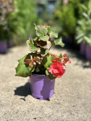 Бегония Begonia клубневая d11см (М)