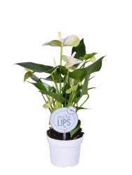 anturium-andrianum-namora-mo-lips-9