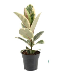 Ficus El Tineke 17-55