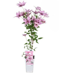 Clematis Big And Easy Pink Giselle 15-65