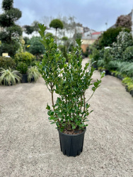 Бересклет EUONYMUS JAPONICUS 9л