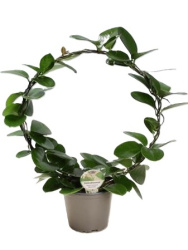 Hoya Carnosa Australis Ring 14см