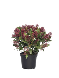 skimmia-japonica-rubella