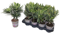 Oleander 13-40