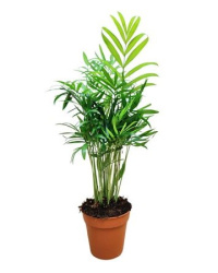 Chamaedorea Elegans 9-40