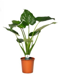 Alocasia Cucullata 21-60