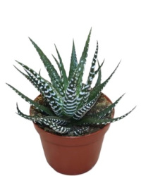 Haworthia Fasciata Big Band 10-17
