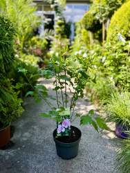 Гибискус Hibiscus Syr Leopoldii d1950см
