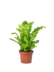 Асплениум Asplenium Nidus Campio