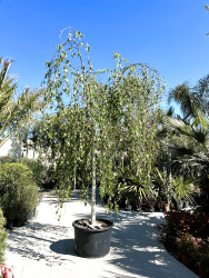Береза BETULA YOUNGII 160л