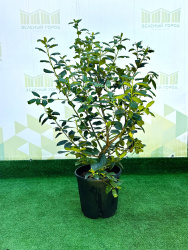 Падуб ILEX NELLIE STEVENS 9л