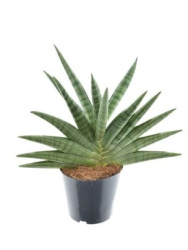 sansevieriya_tsilindricheskaya_veer_sansevieria_cylindrica_fan_60_14