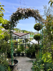 Клематис CLEMATIS MONTANA АРКА зеленая