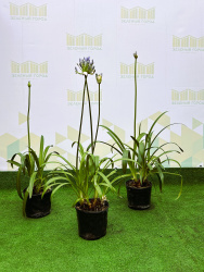 Агапантус AGAPANTHUS 3л
