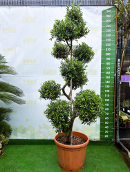 Олива OLEA EUROPAEA 90л 200см бонсай