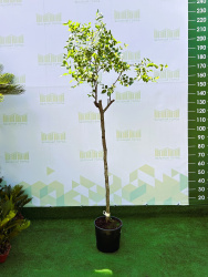 Зизифус (Унаби) ZIZYPHUS SATIVA 9л 12 штамб