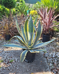 Агава AGAVE AMERICANA VARIEGATA 9-10л