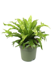 Asplenium Nidus Crissie 21-45