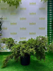 Можжевельник 78207