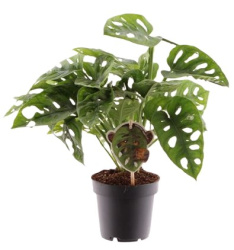 Monstera Obliqua monkey Leaf 12-30