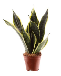 Sansevieria Futura Superba 14-45