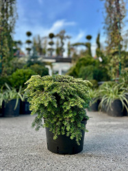 Тсуга Tsuga canadensis Nana 20л 50см (Г)