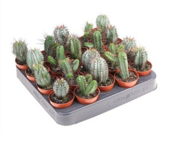 Эуфорбия Euphorbia микс 5-10