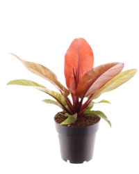 Филодендрон Philodendron Prince Of Orange d09-23см