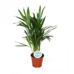 Дипсис Dypsis Lutescens 14-55