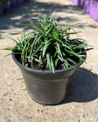 Офиопогон OPHIOPOGON JAPONICA NANA  p7 (4437)