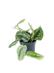 stsindapsus_epipremnum_piktus_podvesnoy_4scpitr12_1