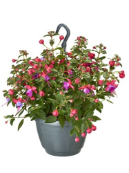 Фуксия Fuchsia подвесное кашпо 2,4л