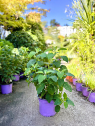 Гортензия Hydrangea arborescens Strong Annabelle 3л (М)