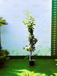 Яблоня Malus Butterball 9л 100см (Г) (нг)
