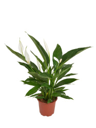 Спатифиллум Spath d13-60см дж