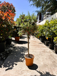 Гревиллея GREVILLEA GRACILIS ROSEA 5л 90см 12 штамб