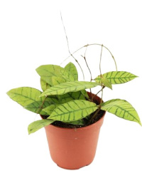 Hoya Callistophylla 12-10