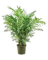 Chamaedorea Elegans 23-85